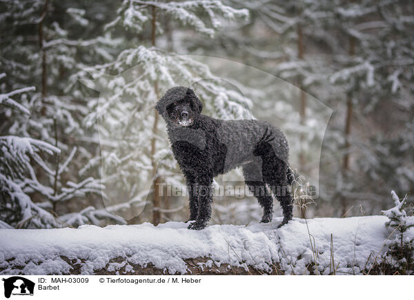 Barbet / Barbet / MAH-03009