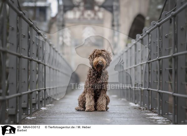 Barbet / Barbet / MAH-03012