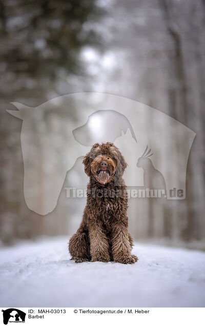 Barbet / Barbet / MAH-03013