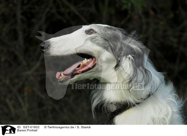 Barsoi Portrait / Borzoi Portrait / SST-01802
