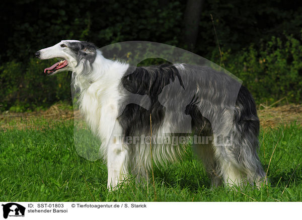 stehender Barsoi / standing Borzoi / SST-01803