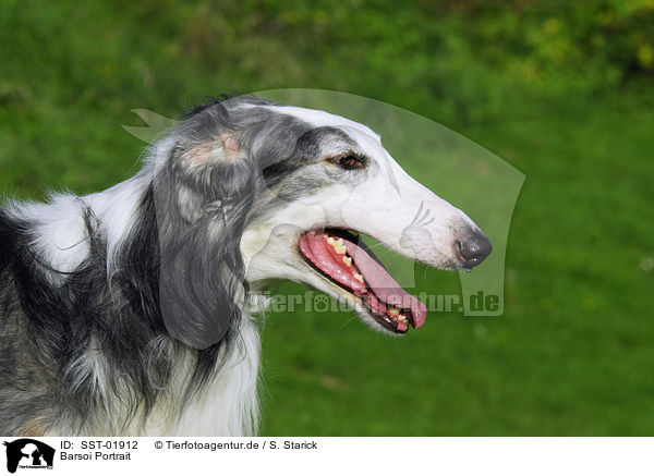 Barsoi Portrait / Borzoi Portrait / SST-01912