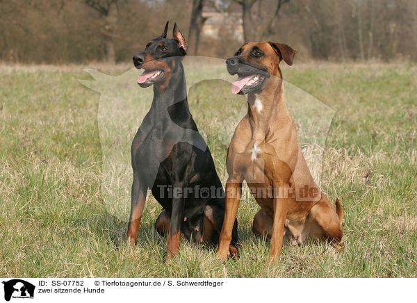 zwei sitzende Hunde / SS-07752