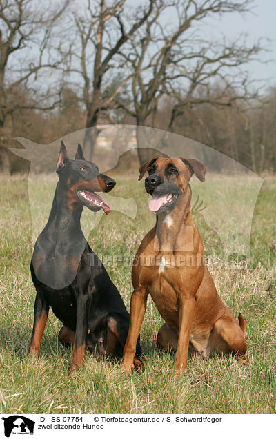 zwei Hunde / two dogs / SS-07754