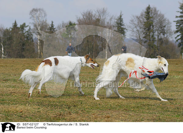 Barsoi beim Coursing / SST-02127