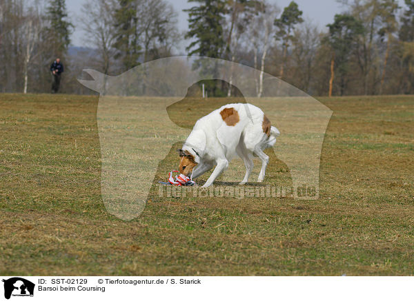 Barsoi beim Coursing / coursing Borzoi / SST-02129