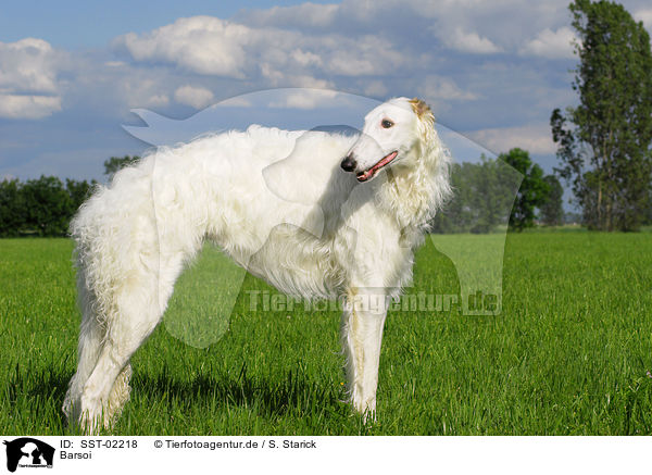 Barsoi / Borzoi / SST-02218