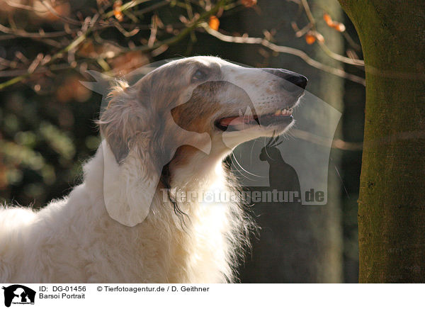 Barsoi Portrait / DG-01456