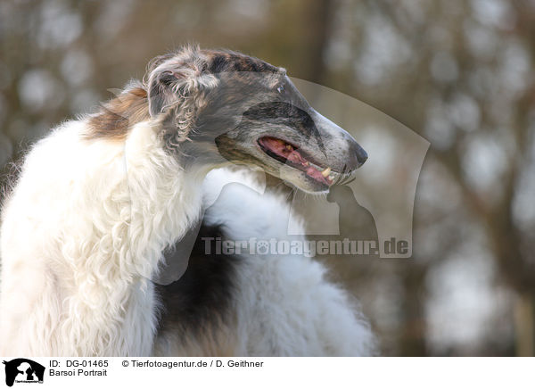 Barsoi Portrait / DG-01465