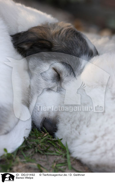 Barsoi Welpe / Borzoi Puppy / DG-01492