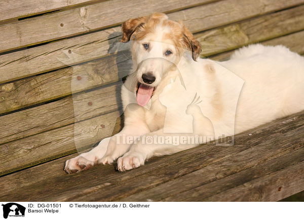 Barsoi Welpe / Borzoi Puppy / DG-01501