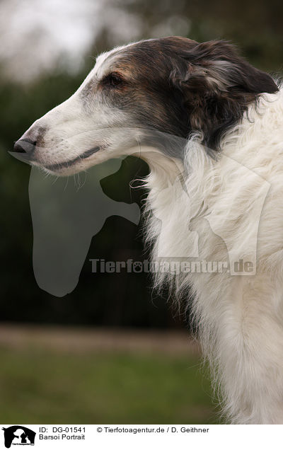 Barsoi Portrait / DG-01541