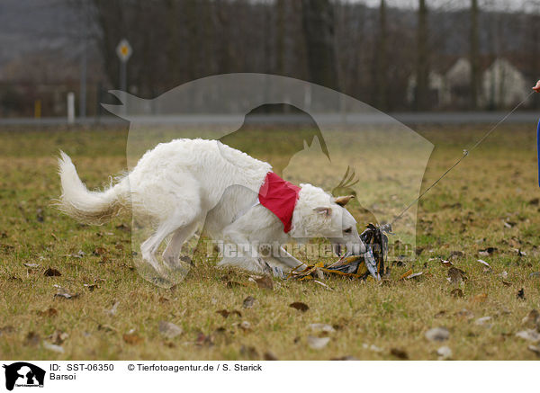 Barsoi / Borzoi / SST-06350