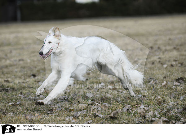 rennender Barsoi / running Borzoi / SST-06356