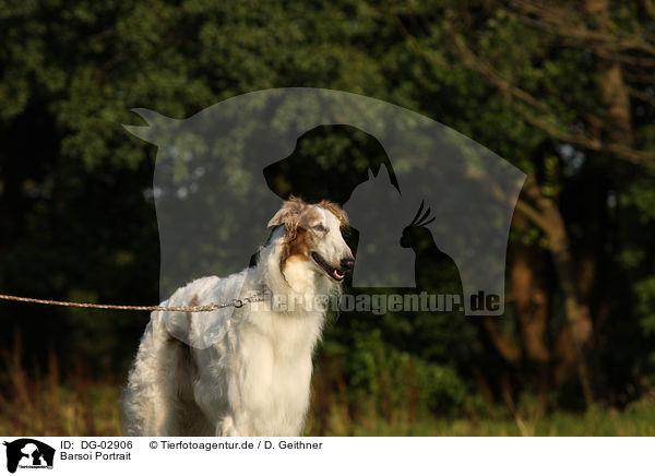 Barsoi Portrait / Borzoi Portrait / DG-02906