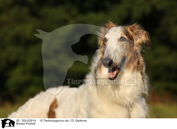 Barsoi Portrait / DG-02914