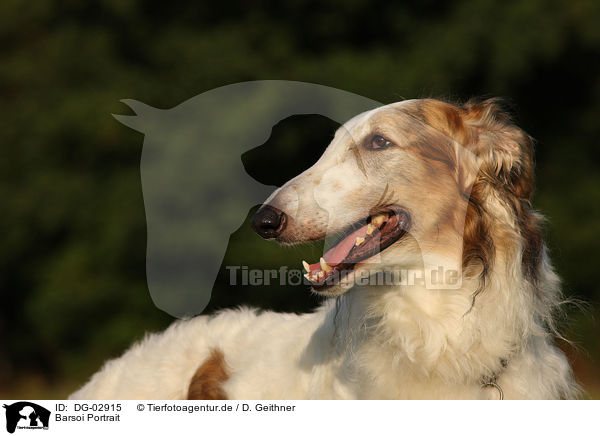 Barsoi Portrait / Borzoi Portrait / DG-02915