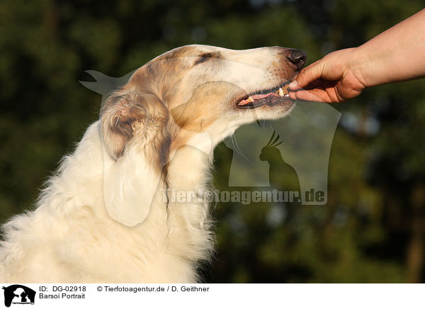 Barsoi Portrait / Borzoi Portrait / DG-02918