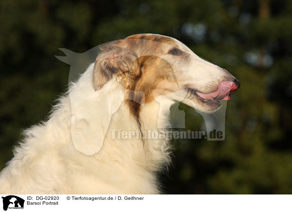 Barsoi Portrait / DG-02920