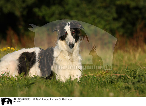 Barsoi / Borzoi / DG-02922