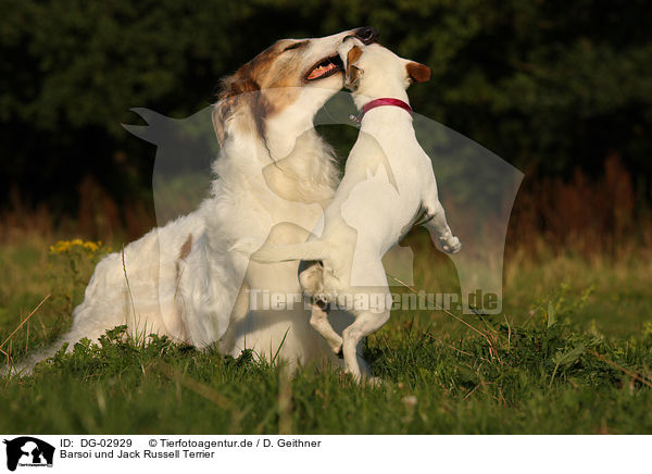 Barsoi und Jack Russell Terrier / DG-02929