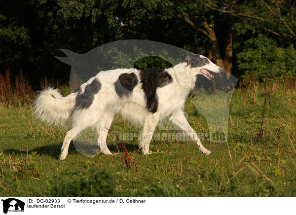 laufender Barsoi / walking Borzoi / DG-02933