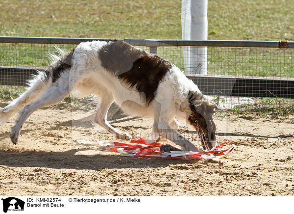 Barsoi mit Beute / Borzoi / KMI-02574