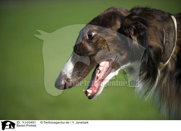 Barsoi Portrait / Borzoi Portrait / YJ-03491