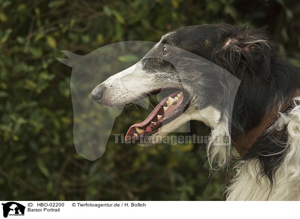 Barsoi Portrait / borzoi portrait / HBO-02200