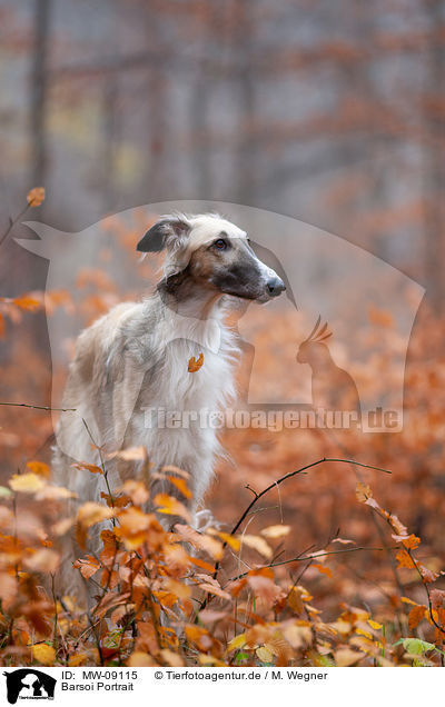 Barsoi Portrait / Borzoi Portrait / MW-09115