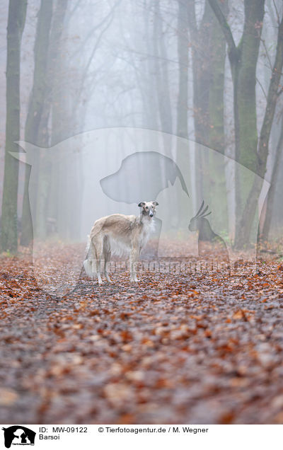 Barsoi / Borzoi / MW-09122