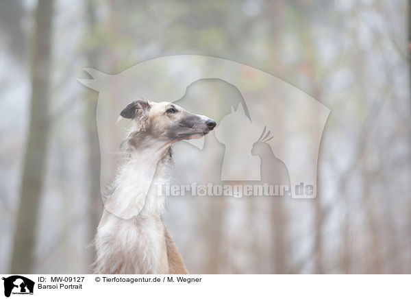 Barsoi Portrait / Borzoi Portrait / MW-09127
