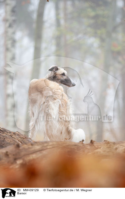 Barsoi / Borzoi / MW-09129