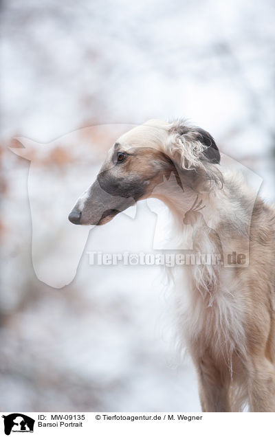Barsoi Portrait / Borzoi Portrait / MW-09135