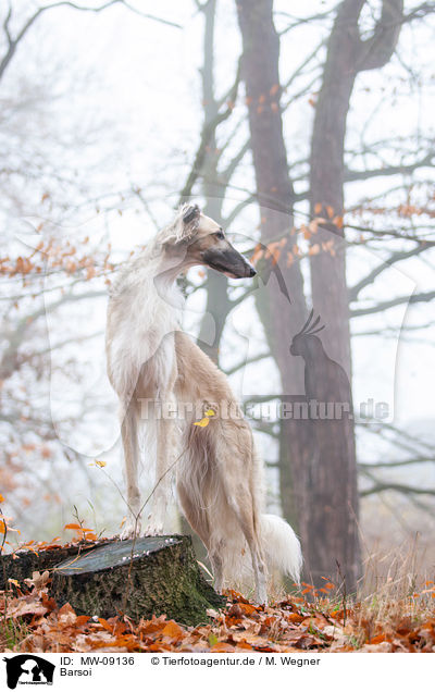 Barsoi / Borzoi / MW-09136