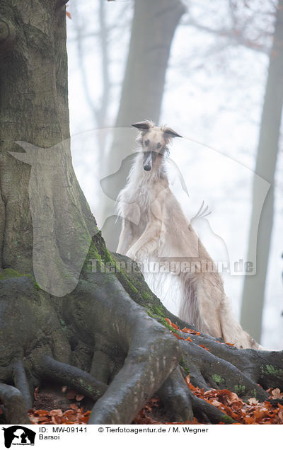 Barsoi / Borzoi / MW-09141