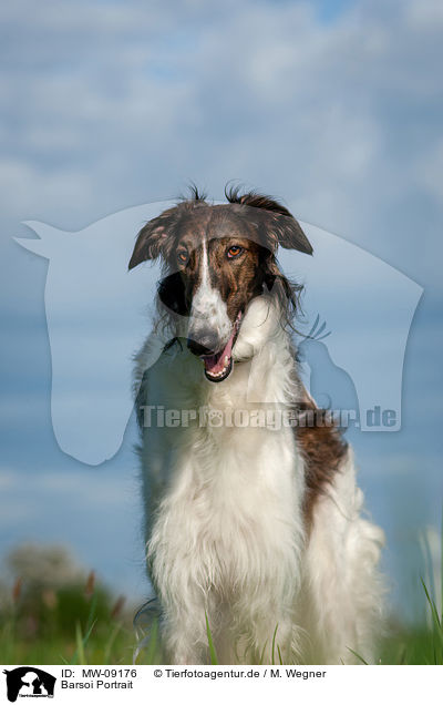 Barsoi Portrait / Borzoi Portrait / MW-09176