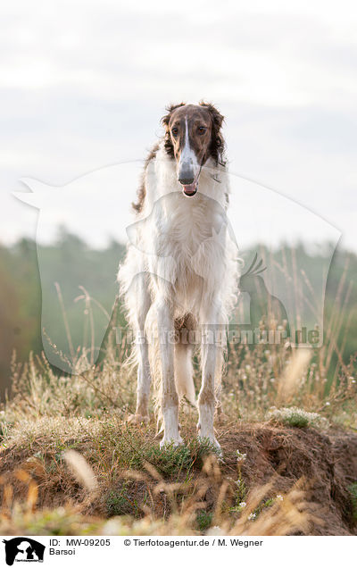 Barsoi / Borzoi / MW-09205