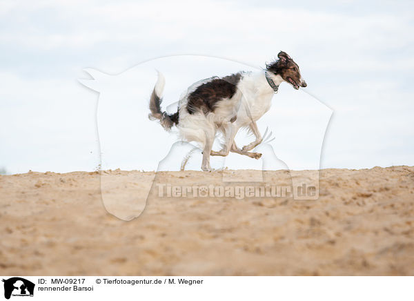 rennender Barsoi / running Borzoi / MW-09217