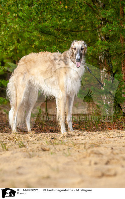 Barsoi / Borzoi / MW-09221