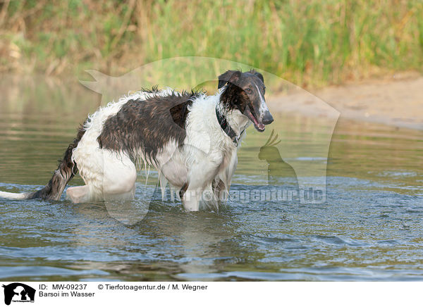 Barsoi im Wasser / Borzoi in the water / MW-09237