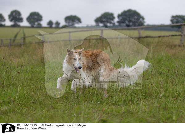 Barsoi auf der Wiese / Barzoi on the meadow / JM-05915