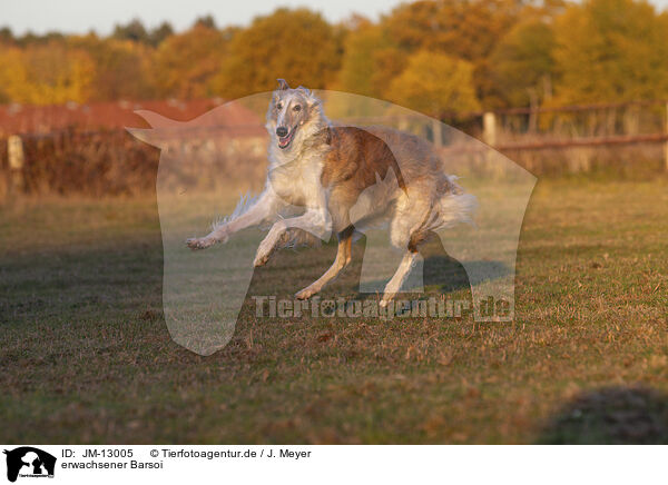 erwachsener Barsoi / adult Borzoi / JM-13005