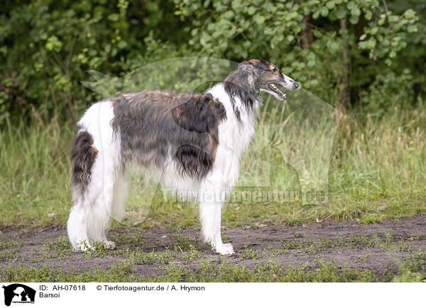 Barsoi / Borzoi / AH-07618