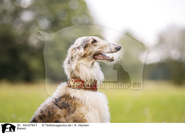 Barsoi / Borzoi / AH-07641