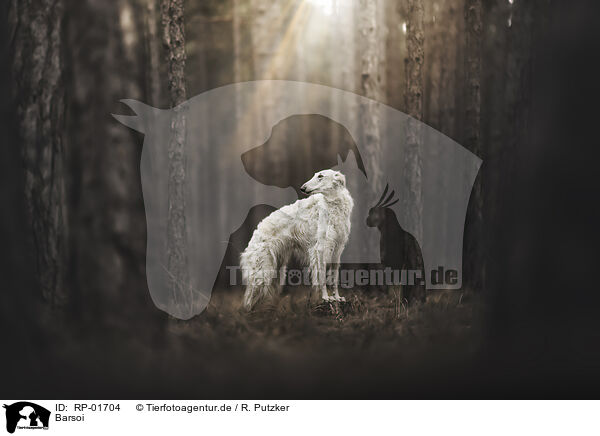 Barsoi / Borzoi / RP-01704