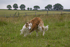 Barsoi auf der Wiese