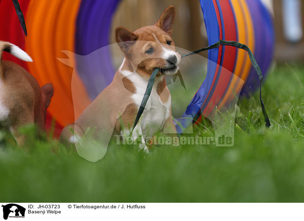 Basenji Welpe / Basenji puppy / JH-03723