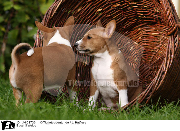 Basenji Welpe / JH-03730