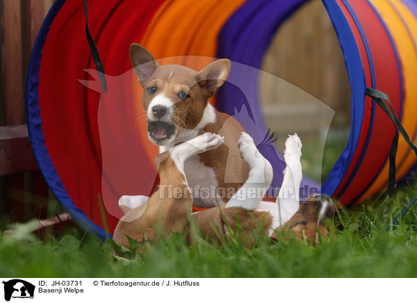 Basenji Welpe / Basenji puppy / JH-03731
